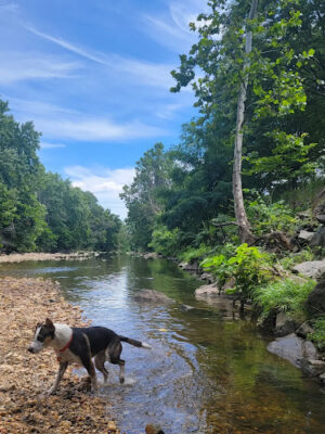 Shirlington Dog Park