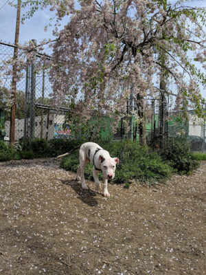 Shirlington Park
