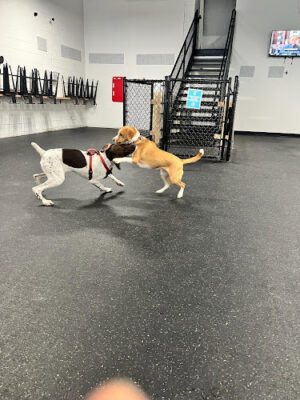 Snouts & Stouts - Indoor Dog Park & Bar
