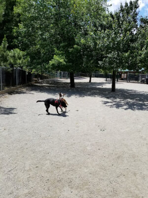 Utah Dog Park