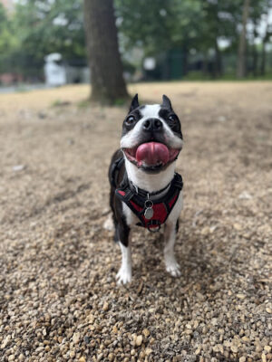 Virginia Highlands Interim Dog Run