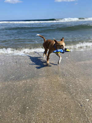Asbury Park Dog Beach
