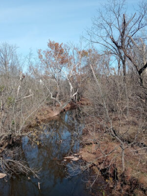 Hampshire Park