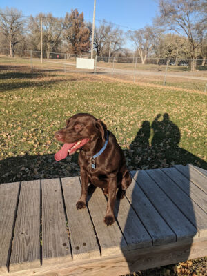 Ashland Dog Park