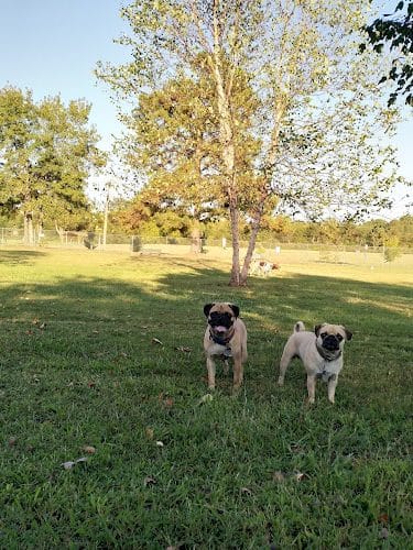 Taylor Park Dog Park