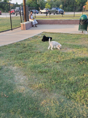 Dog Park at Atascocita Park