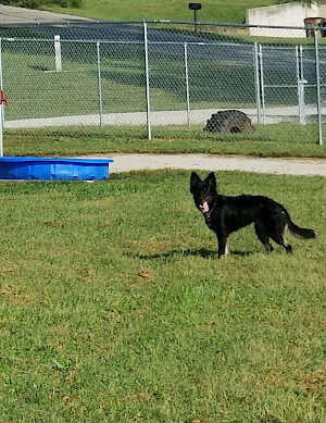 Atchison Fetch & Stretch Dog Park