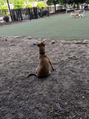 Atlantic Station Dog Park
