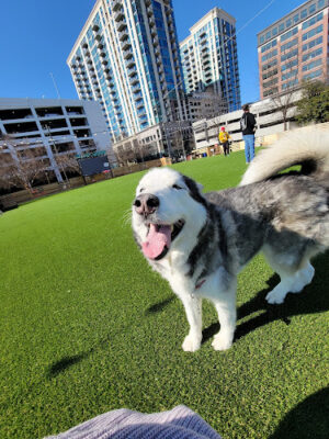 Fetch Park Buckhead