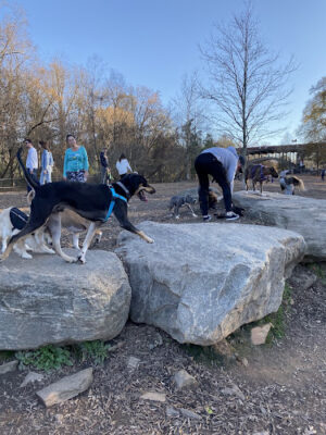 Piedmont Dog Park