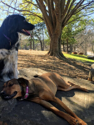 South Bend Dog Park