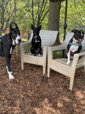 Walker Park Dog Park
