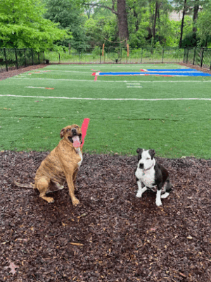 Zeno's Backyard Bark Park