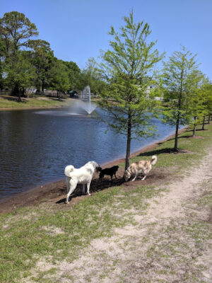 Atlantic Beach Dog Park (Members Only)