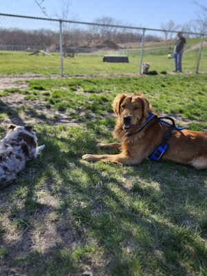 Buck Creek Dog Park