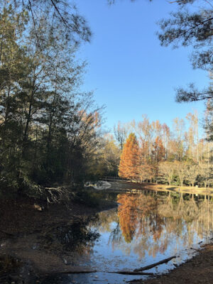 Dog Park