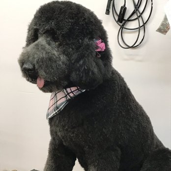 Emmy's Pampered Pooch - Auburn Hills,
