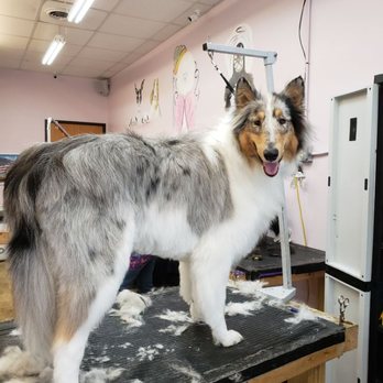 Emmy's Pampered Pooch - Auburn Hills,