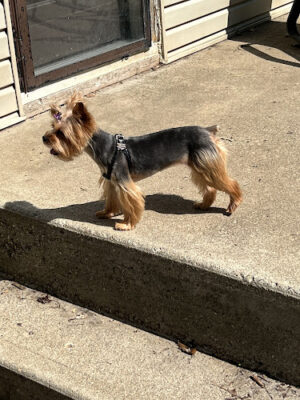 Emmy's Pampered Pooch