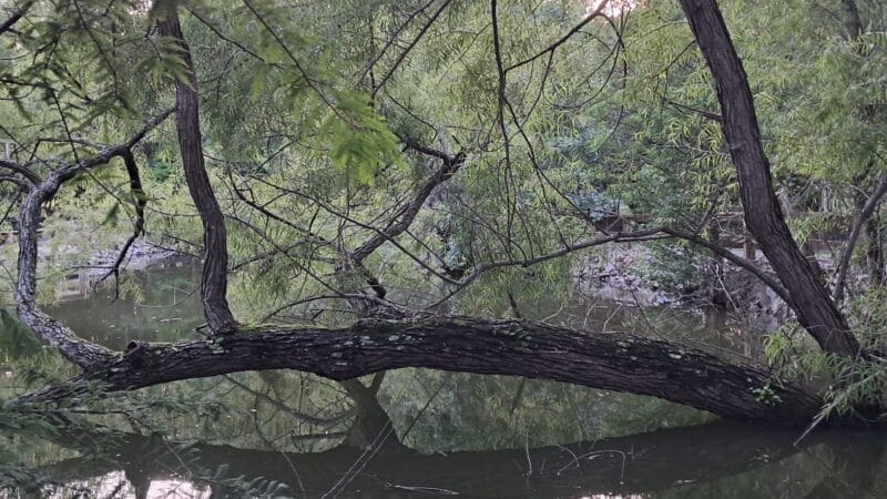 Kiesel Park - Auburn, AL