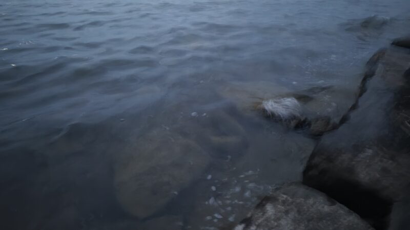 Lakeside Dog Park - Auburn, NY
