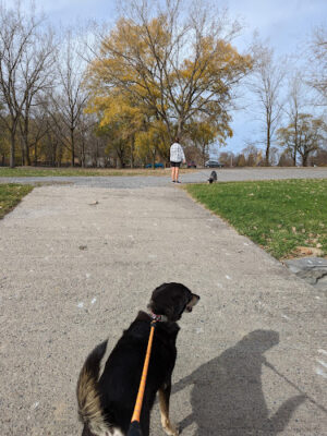 Lakeside Dog Park