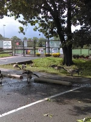 Green Wave Park