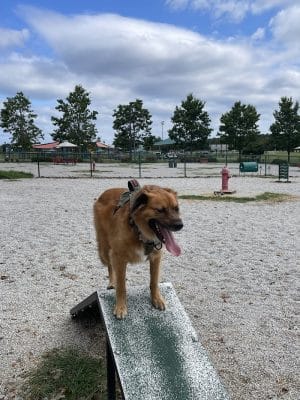 Fort Gordon Dog Park