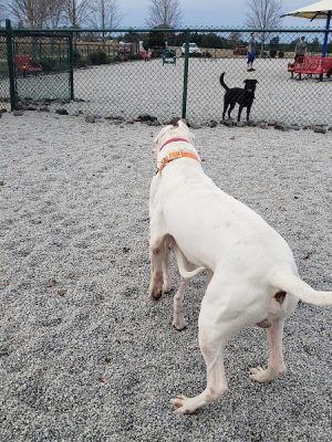 Fort Gordon Dog Park