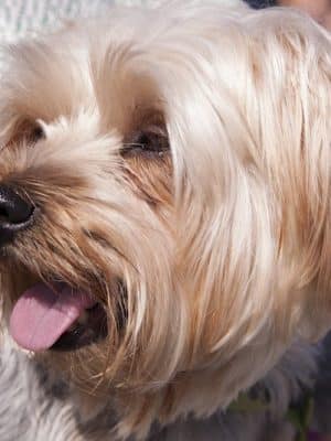 Fort Gordon Dog Park