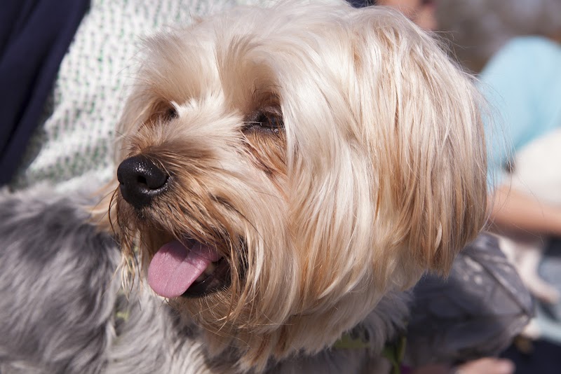 Fort Gordon Dog Park - Augusta, GA