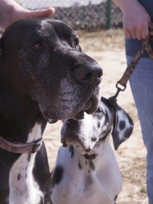 Fort Gordon Dog Park