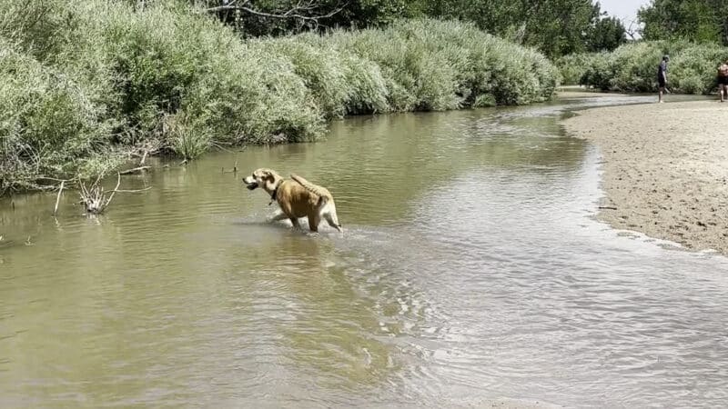 Cherry Creek ​Dog Of​f Leash Area (DOLA) - Aurora, CO