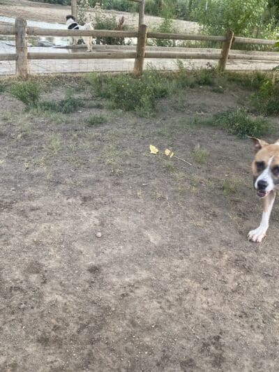 Cherry Creek ​Dog Of​f Leash Area (DOLA) - Aurora, CO