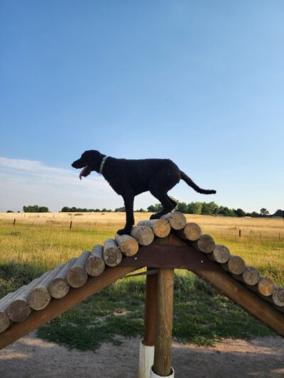 Cherry Creek ​Dog Of​f Leash Area (DOLA) - Aurora, CO