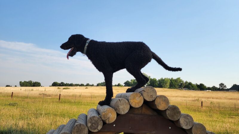 Cherry Creek ​Dog Of​f Leash Area (DOLA) - Aurora, CO