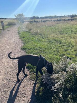 Cherry Creek ​Dog Of​f Leash Area (DOLA)