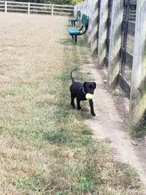 Aurora Dog Park