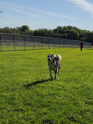 Aurora Dog Park