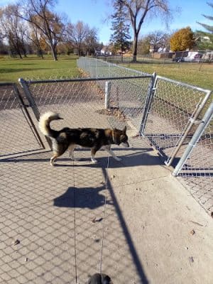 Austin Dog Park