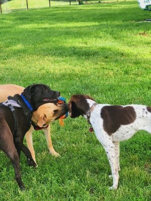 Austin Dog Park