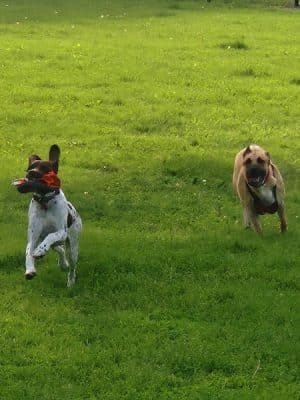 Austin Dog Park