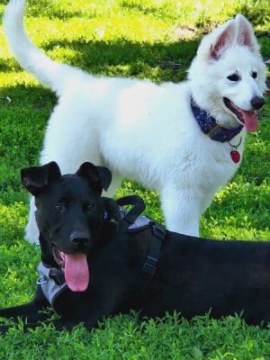 Austin Dog Park