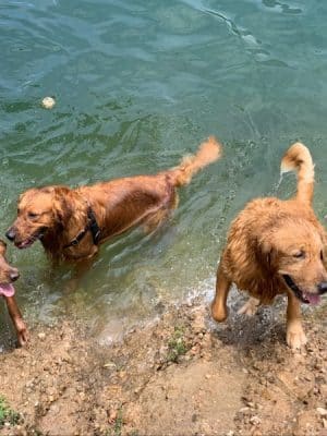Auditorium Shores Dog Park