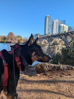 Auditorium Shores Dog Park