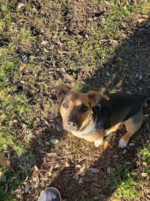 Auditorium Shores Dog Park