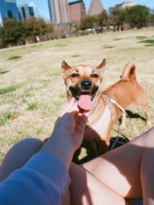 Auditorium Shores Dog Park