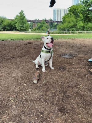 Auditorium Shores Dog Park