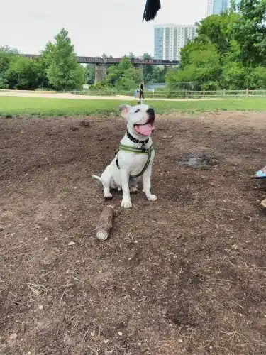 Auditorium Shores Dog Park