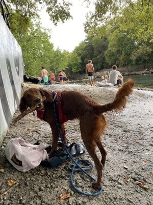 Dog Barton Springs